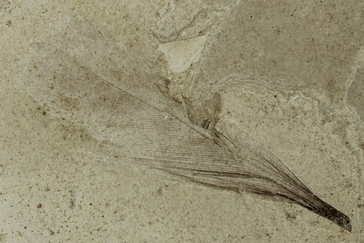 Detailed Fossil Feather - Green River Formation, Utah #356685